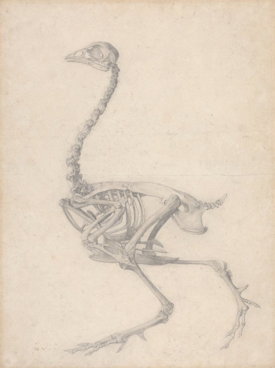 Vogelskelett, Seitenansicht (Fertige Studie für Tabelle V) von George Stubbs