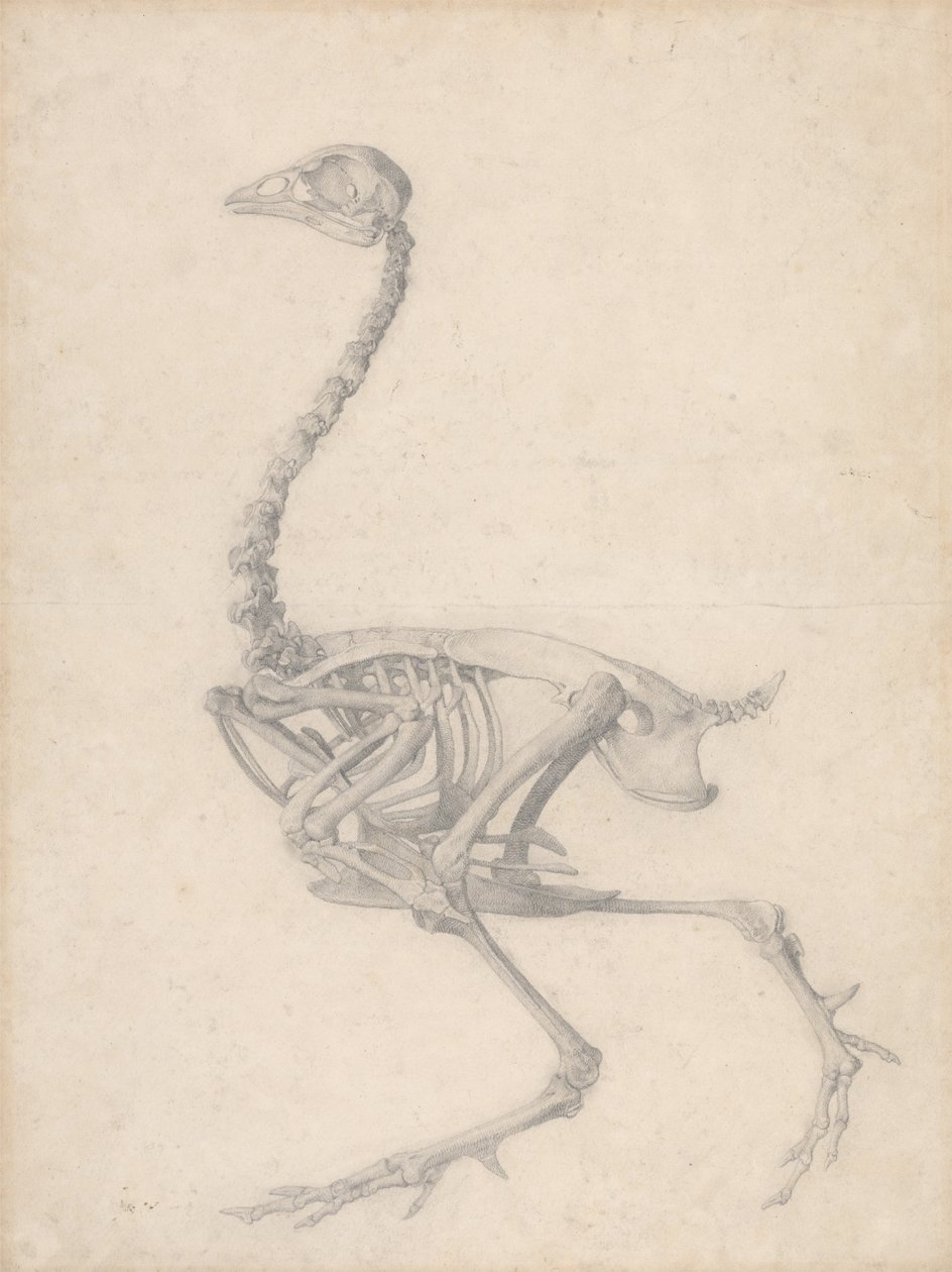 Vogelskelett, Seitenansicht (Fertige Studie für Tabelle V) von George Stubbs