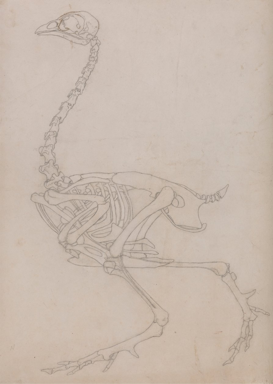 Vogelskelett, Seitenansicht (Umrisszeichnung des Skeletts, vorbereitet für die Schlüsselfigur zu Tafel V) von George Stubbs