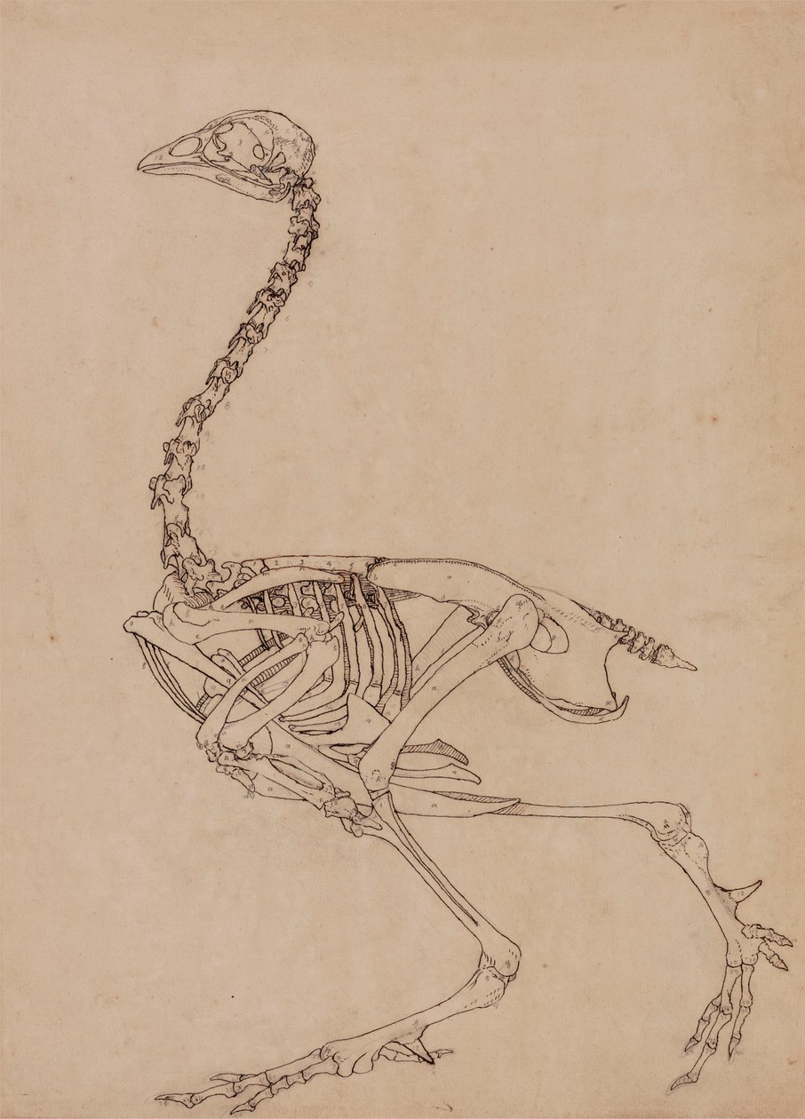 Vogelskelett, Seitenansicht von George Stubbs
