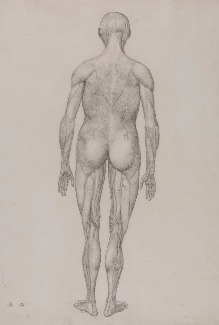 Menschliche Figur, Rückansicht (Fast identisch mit der fertigen Zeichnung für Tafel XII) von George Stubbs
