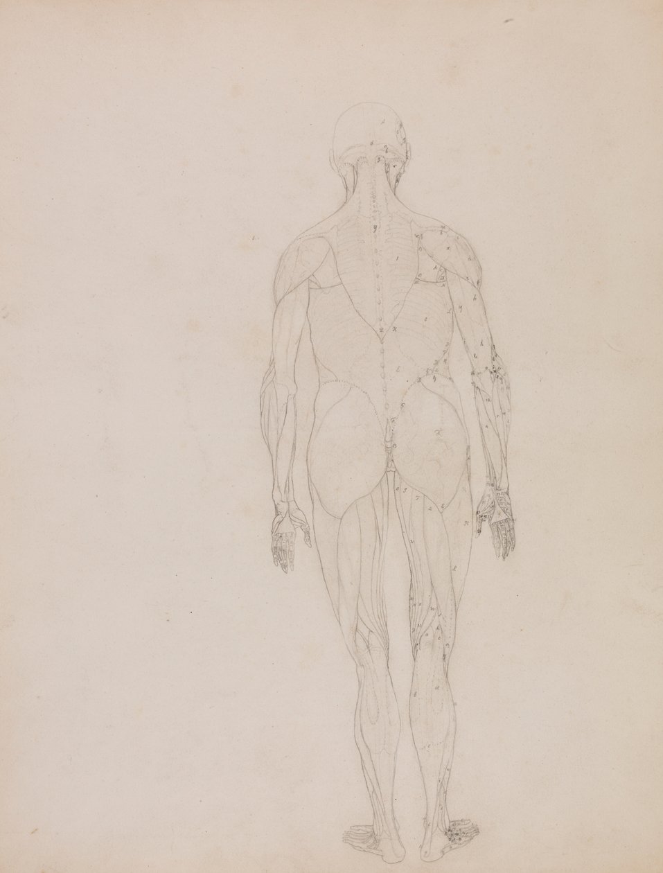 Menschliche Figur, Rückansicht (Umrisszeichnung für Schlüsselfigur zu Tafel XII) von George Stubbs