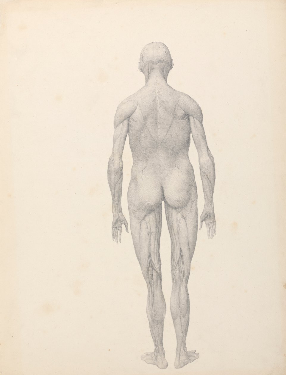 Menschliche Figur, Rückansicht, teilweise seziert (Fertige Studie für Tabelle XII) von George Stubbs