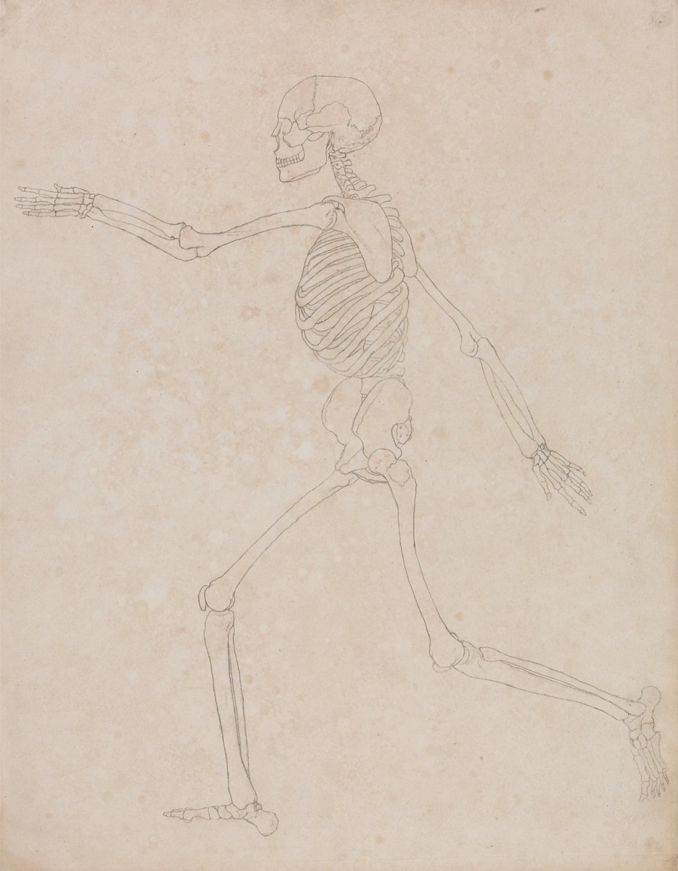 Menschliches Skelett, Seitenansicht von George Stubbs