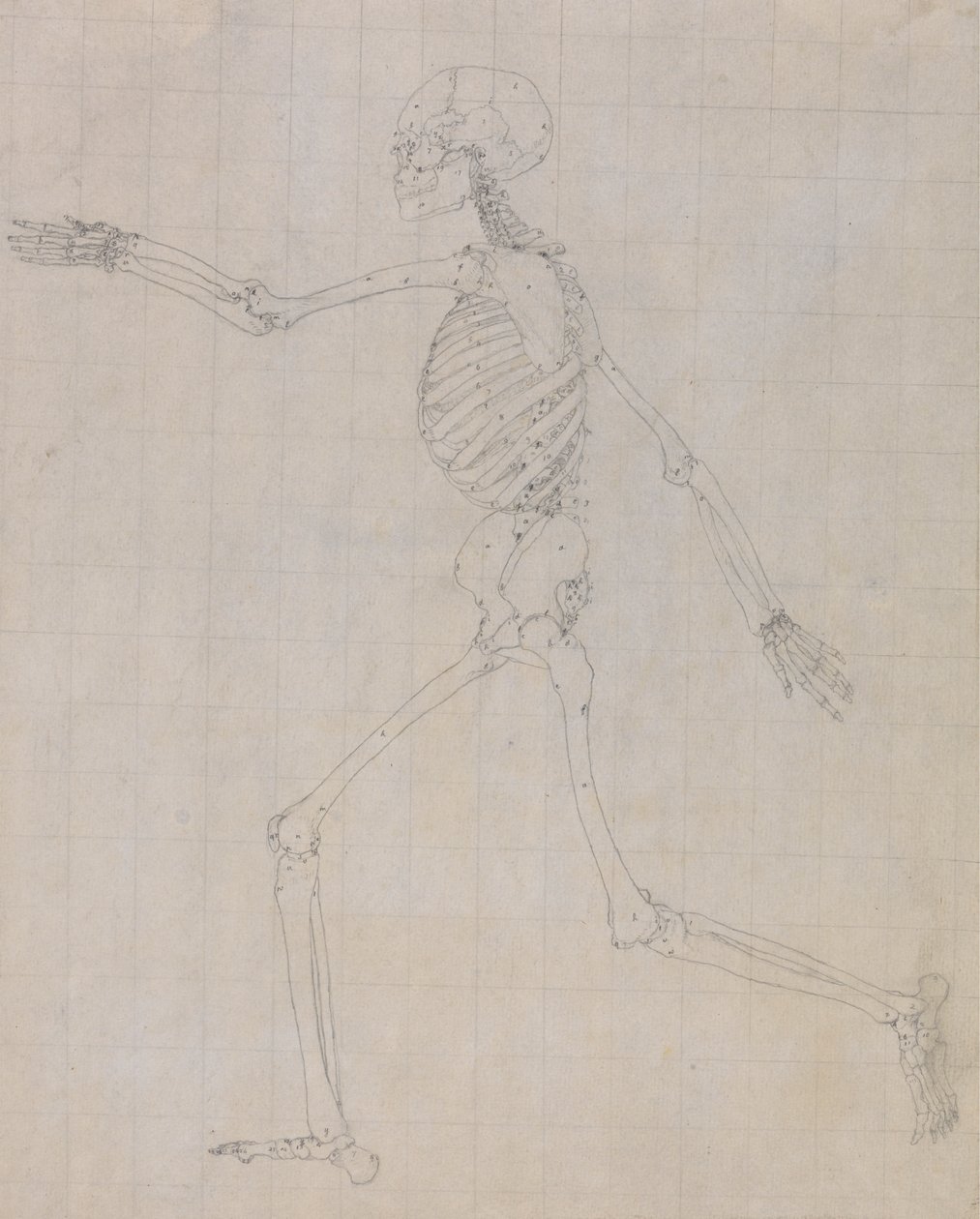 Menschliches Skelett, Seitenansicht (Umriss des Skeletts für die Schlüsselfigur zu Tabelle III) von George Stubbs