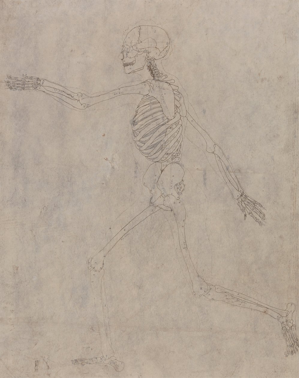 Menschliches Skelett, Seitenansicht von George Stubbs