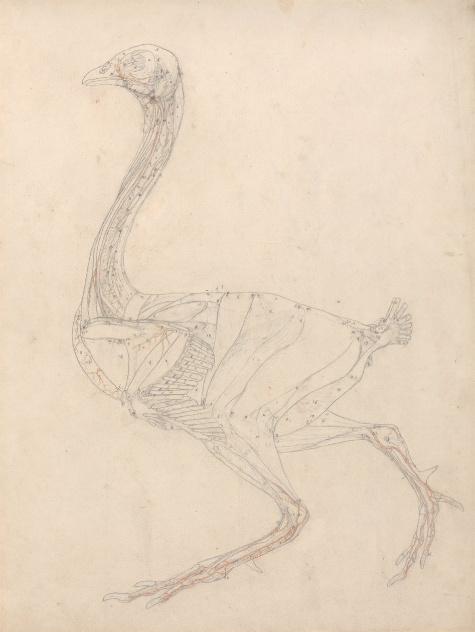 Studie eines Huhns, Seitenansicht, Diagramm für Schlüssel zu Tabelle XV, aus Einem Vergleichenden Anatomischen Exposé der Struktur des menschlichen Körpers mit dem eines Tigers und eines gewöhnlichen Huhns, 1795-1806 von George Stubbs