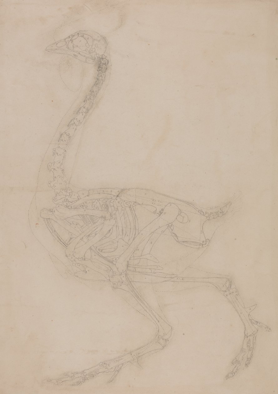 Studie eines Huhns, Seitenansicht, aus A Comparative Anatomical Exposition of the Structure of the Human Body with that of a Tiger and a Common Fowl, 1795-1806 von George Stubbs
