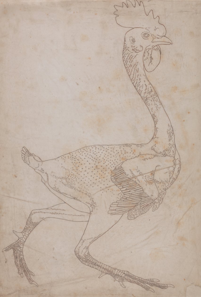 Studie eines Huhns, Seitenansicht, aus Ein Vergleichender Anatomischer Exposition der Struktur des menschlichen Körpers mit der eines Tigers und eines gewöhnlichen Huhns, 1795-1806 von George Stubbs