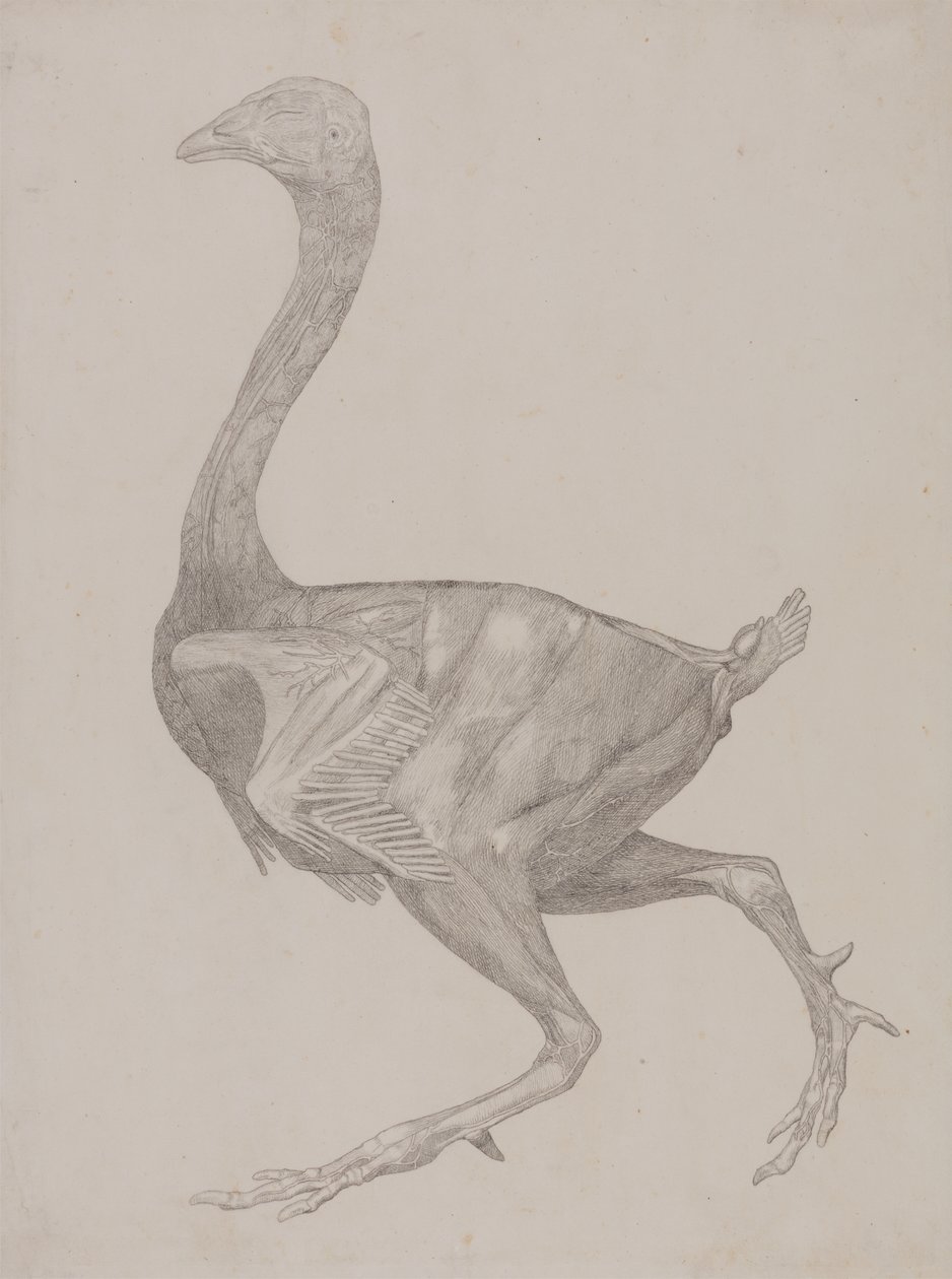 Studie eines Huhns, Seitenansicht, aus Ein Vergleichender Anatomischer Exposition der Struktur des menschlichen Körpers mit der eines Tigers und eines gewöhnlichen Huhns, 1795-1806 von George Stubbs