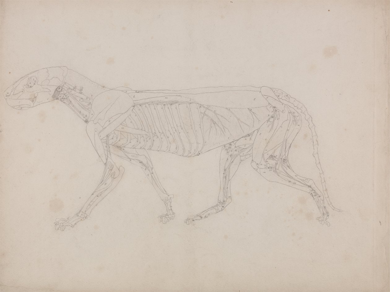 Studie eines Tigers, Seitenansicht, aus Einem Vergleichenden Anatomischen Exposé der Struktur des menschlichen Körpers mit dem eines Tigers und eines gewöhnlichen Huhns, ca. 1795-1806 von George Stubbs