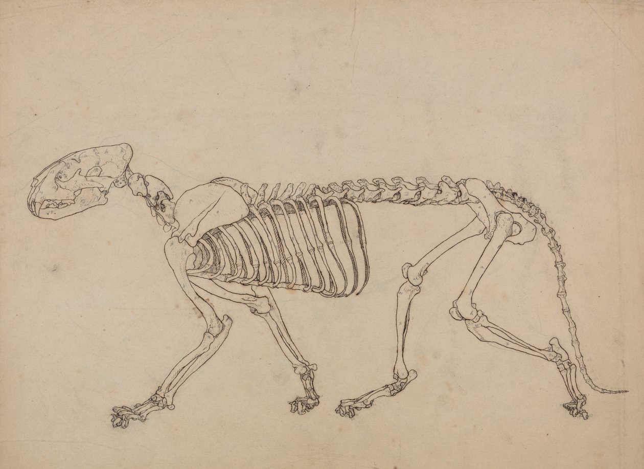 Studie eines Tigers, Seitenansicht, aus Einem Vergleichenden Anatomischen Exposé der Struktur des menschlichen Körpers mit dem eines Tigers und eines gewöhnlichen Huhns, 1795-1806 von George Stubbs