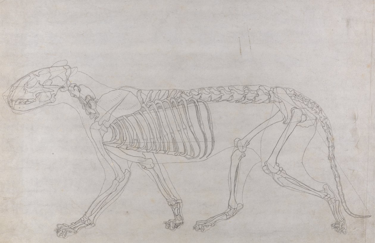 Studie eines Tigers, Seitenansicht, aus Einem Vergleichenden Anatomischen Exposé der Struktur des menschlichen Körpers mit dem eines Tigers und eines gewöhnlichen Huhns, 1795-1806 von George Stubbs