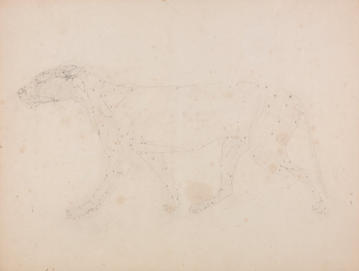 Studie eines Tigers, Seitenansicht, aus Einem Vergleichenden Anatomischen Exposé der Struktur des menschlichen Körpers mit dem eines Tigers und eines gewöhnlichen Huhns, 1795-1806 von George Stubbs