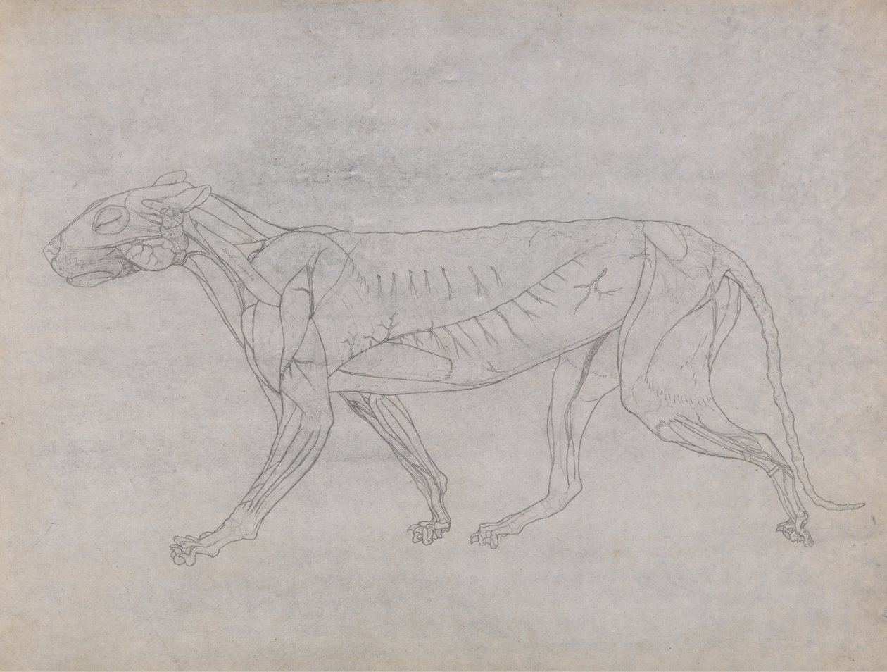 Studie eines Tigers, Seitenansicht, aus Einem Vergleichenden Anatomischen Exposé der Struktur des menschlichen Körpers mit dem eines Tigers und eines gewöhnlichen Huhns, 1795-1806 von George Stubbs