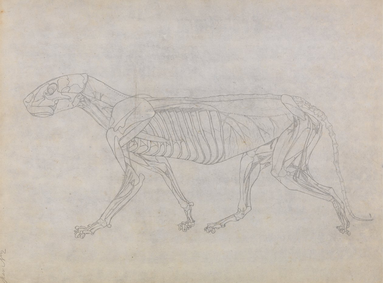 Studie eines Tigers, Seitenansicht, aus Einem Vergleichenden Anatomischen Exposé der Struktur des menschlichen Körpers mit dem eines Tigers und eines gewöhnlichen Huhns, 1795-1806 von George Stubbs