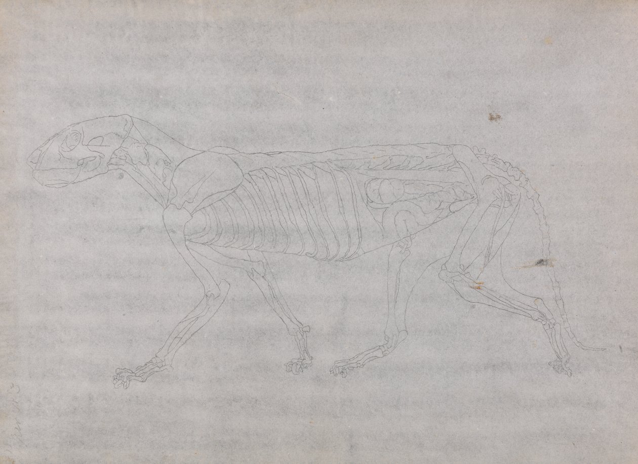 Studie eines Tigers, Seitenansicht, aus Einem Vergleichenden Anatomischen Exposé der Struktur des menschlichen Körpers mit dem eines Tigers und eines gewöhnlichen Huhns, 1795-1806 von George Stubbs