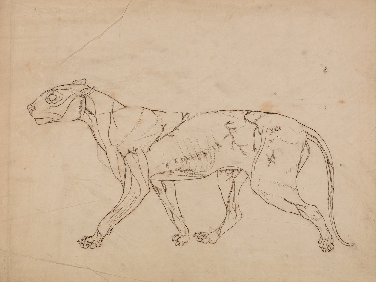 Studie eines Tigers, Seitenansicht, aus Einem Vergleichenden Anatomischen Exposé der Struktur des menschlichen Körpers mit dem eines Tigers und eines gewöhnlichen Huhns, 1795-1806 von George Stubbs