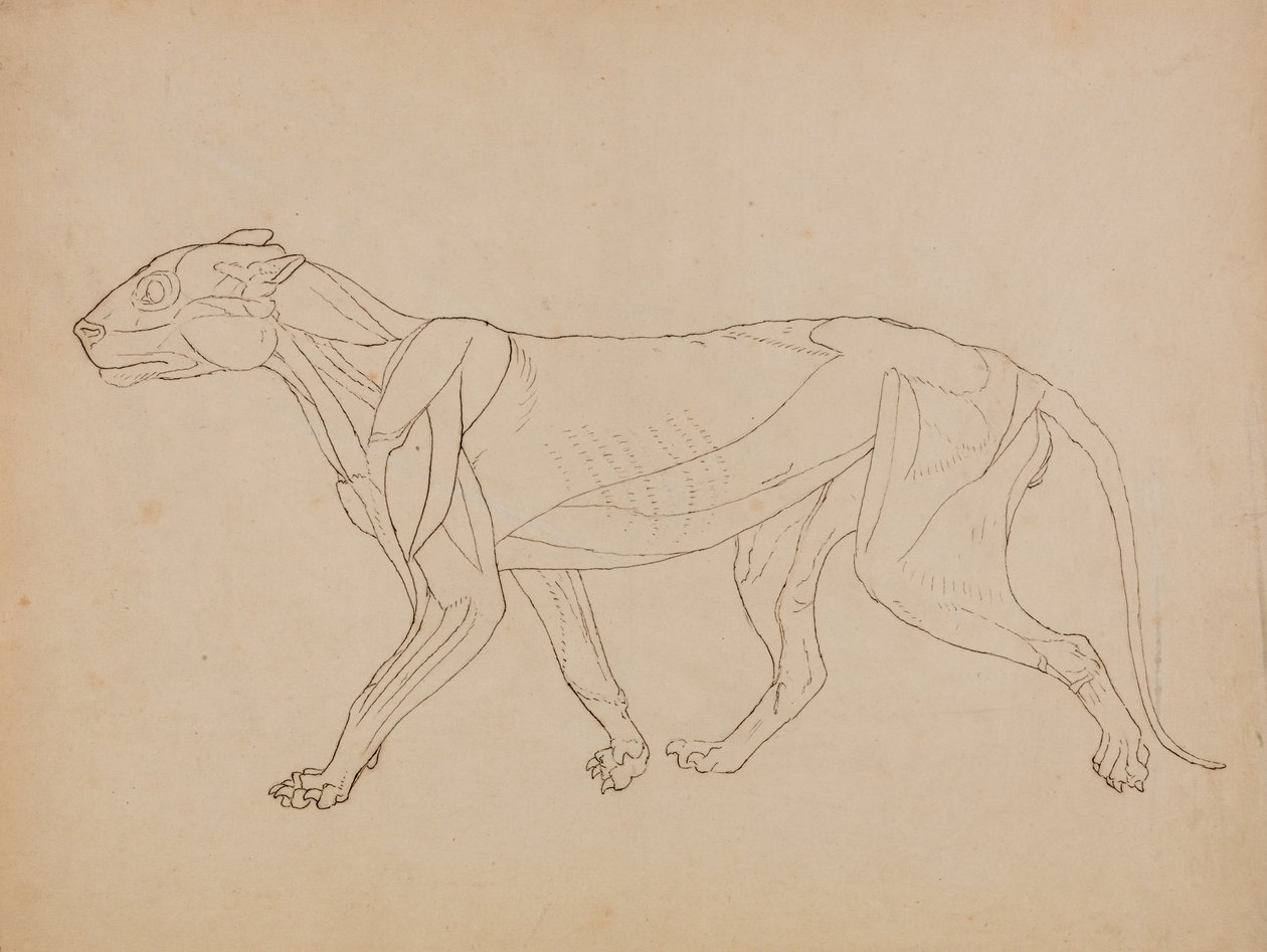 Studie eines Tigers, Seitenansicht, aus Einem Vergleichenden Anatomischen Exposé der Struktur des menschlichen Körpers mit dem eines Tigers und eines gewöhnlichen Huhns, 1795-1806 von George Stubbs