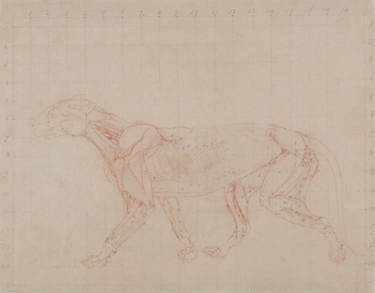 Studie eines Tigers, Seitenansicht, aus Einem Vergleichenden Anatomischen Exposé der Struktur des menschlichen Körpers mit dem eines Tigers und eines gewöhnlichen Huhns, 1795-1806 von George Stubbs
