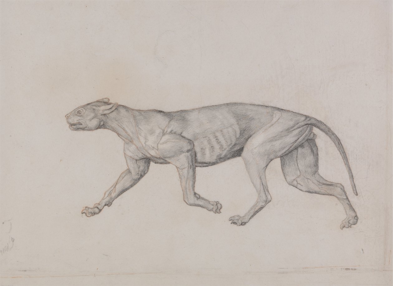 Studie eines Tigers, Seitenansicht, aus Einem Vergleichenden Anatomischen Exposé der Struktur des menschlichen Körpers mit dem eines Tigers und eines gewöhnlichen Huhns, 1795-1806 von George Stubbs