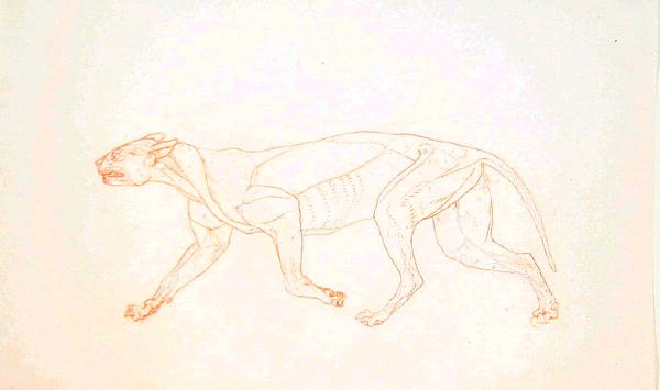 Studie eines Tigers, Seitenansicht, aus Einem Vergleichenden Anatomischen Exposé der Struktur des menschlichen Körpers mit dem eines Tigers und eines gewöhnlichen Huhns, 1795-1806 von George Stubbs