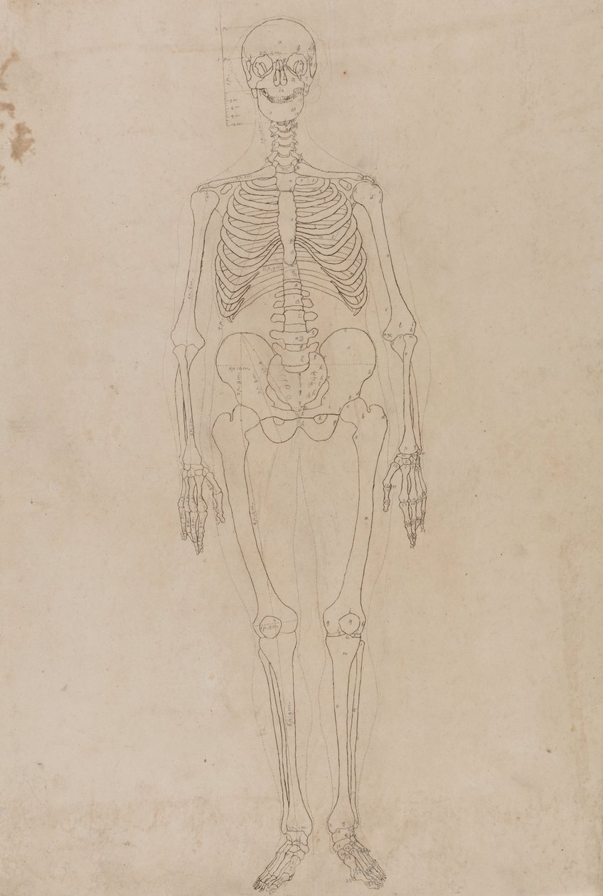 Studie der menschlichen Figur, Vorderansicht, aus Ein vergleichendes anatomisches Exposé der Struktur des menschlichen Körpers mit dem eines Tigers und eines gewöhnlichen Huhns von George Stubbs