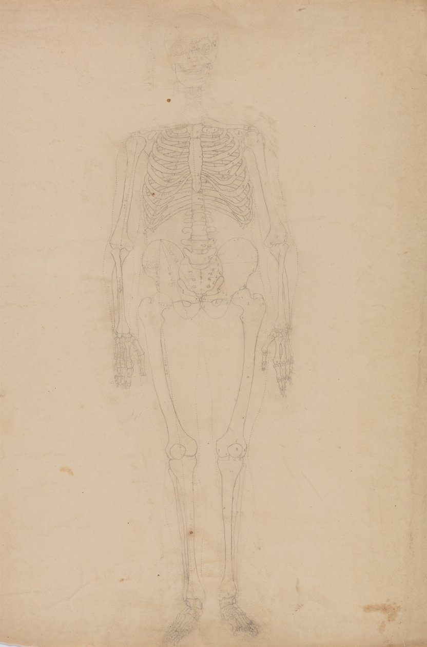Studie der menschlichen Figur, Vorderansicht, aus Ein vergleichendes anatomisches Exposé der Struktur des menschlichen Körpers mit dem eines Tigers und eines gewöhnlichen Huhns von George Stubbs