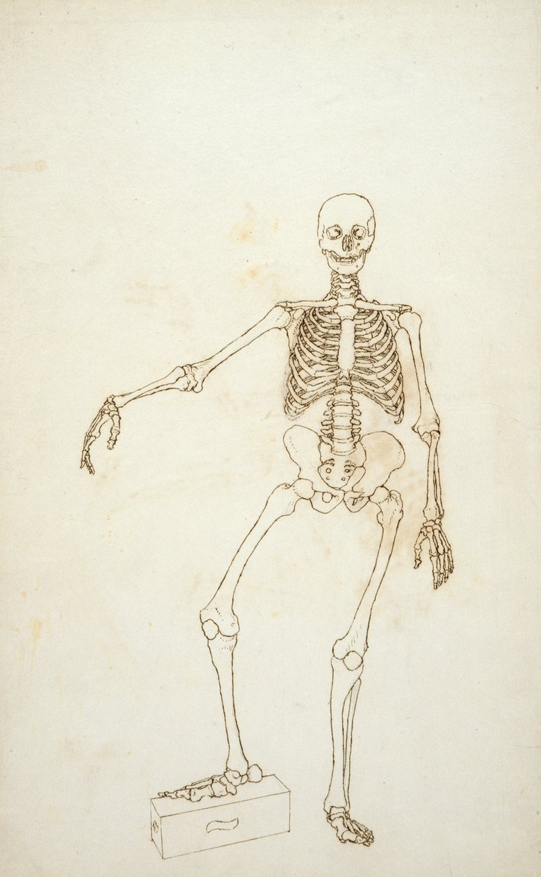 Studie der menschlichen Figur, Vorderansicht, aus 
