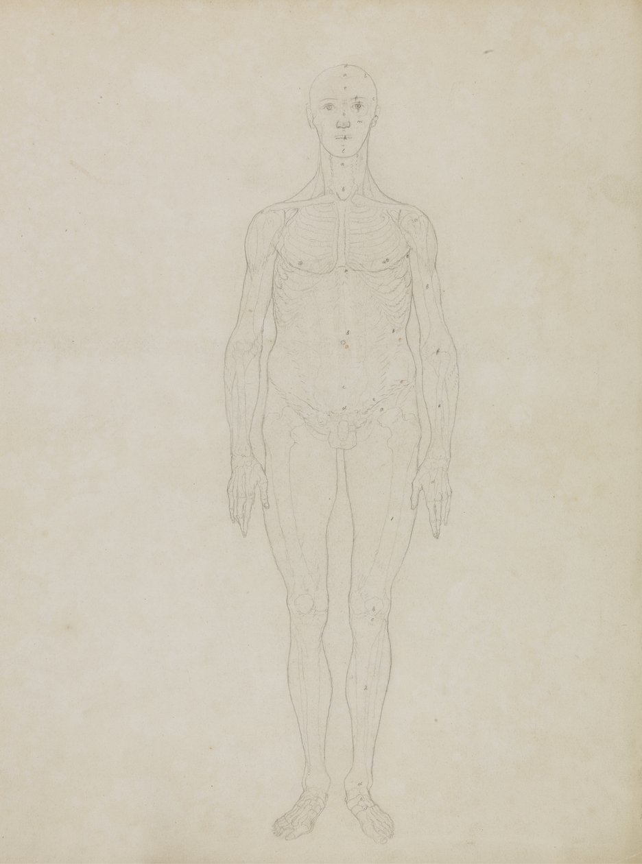 Studie der menschlichen Figur, Vorderansicht, aus 