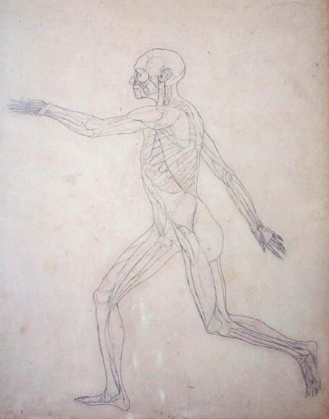 Studie der menschlichen Figur, Seitenansicht, aus Ein vergleichendes anatomisches Exposé der Struktur des menschlichen Körpers mit dem eines Tigers und eines gewöhnlichen Huhns von George Stubbs