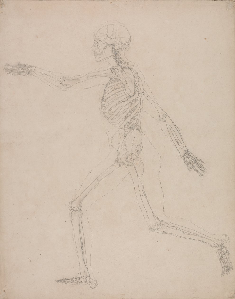 Studie der menschlichen Figur, Seitenansicht, aus Einem Vergleichenden Anatomischen Exposé der Struktur des menschlichen Körpers mit dem eines Tigers und eines gewöhnlichen Huhns, 1795-1806 von George Stubbs