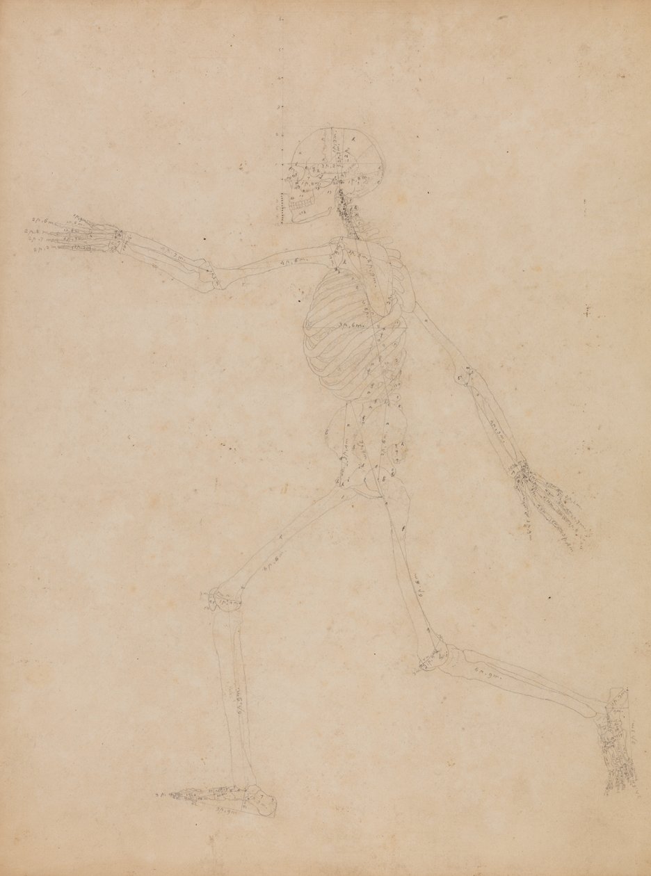 Studie der menschlichen Figur, Seitenansicht, aus 