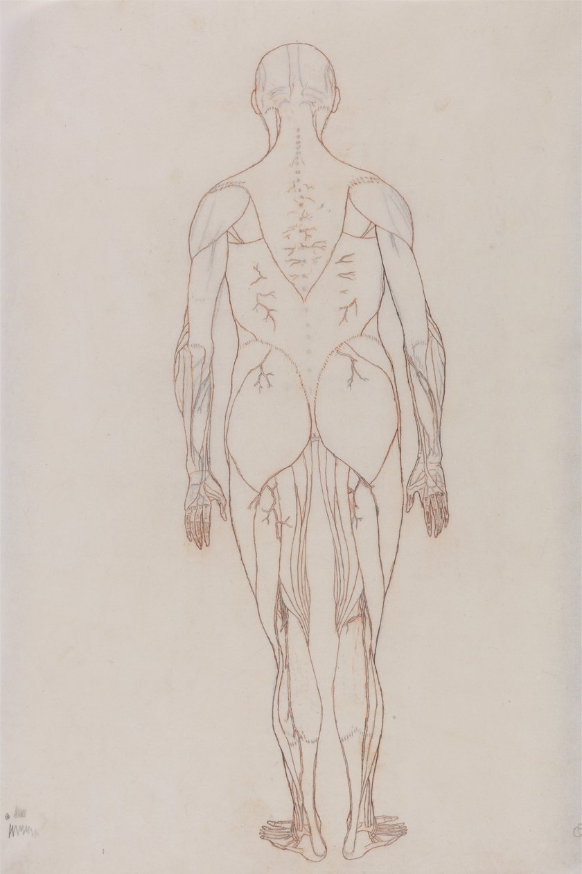 Studie der menschlichen Figur, Rückansicht, aus Ein vergleichendes anatomisches Exposé der Struktur des menschlichen Körpers mit dem eines Tigers und eines gewöhnlichen Huhns von George Stubbs