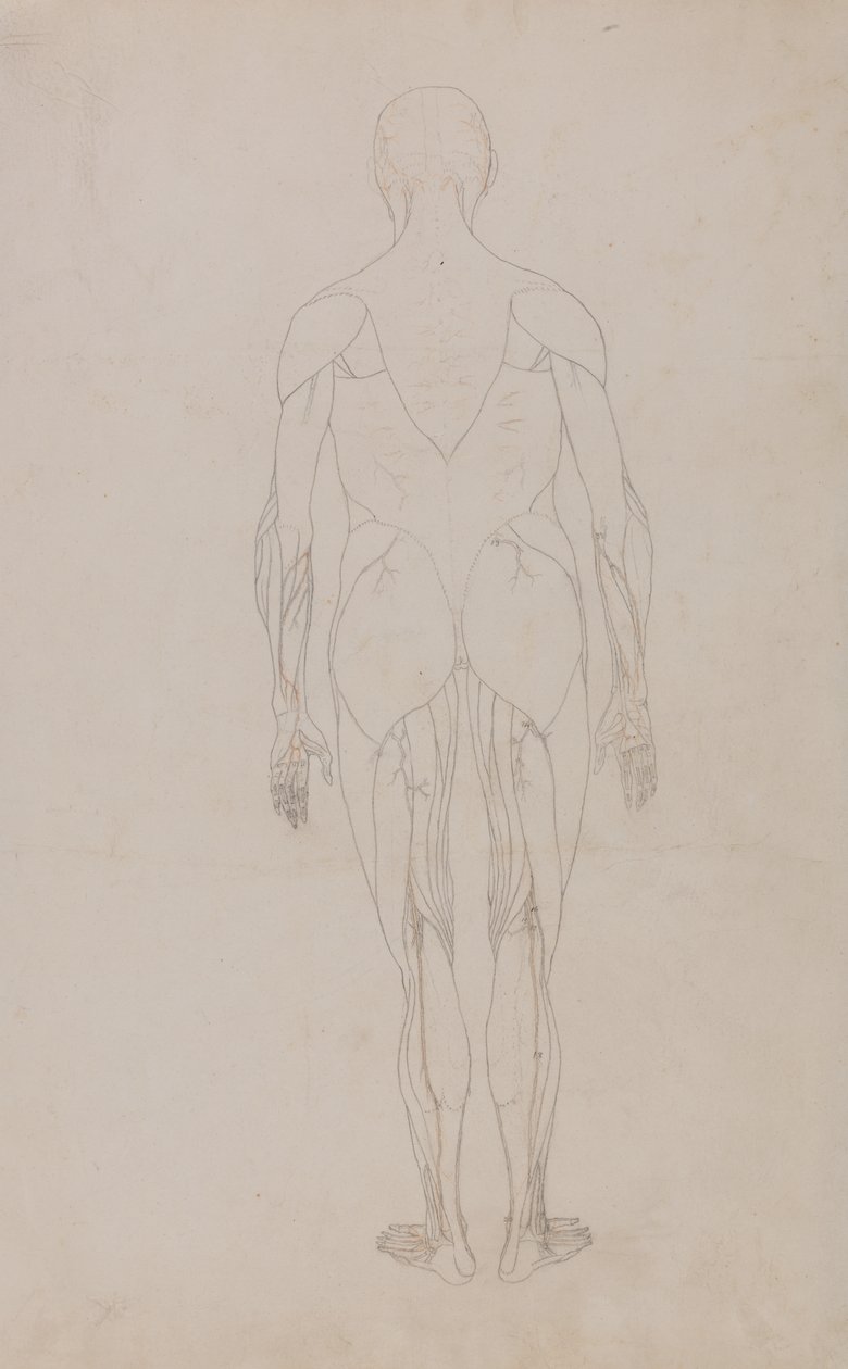 Studie der menschlichen Figur, Rückansicht, aus Ein vergleichendes anatomisches Exposé der Struktur des menschlichen Körpers mit dem eines Tigers und eines gewöhnlichen Huhns von George Stubbs