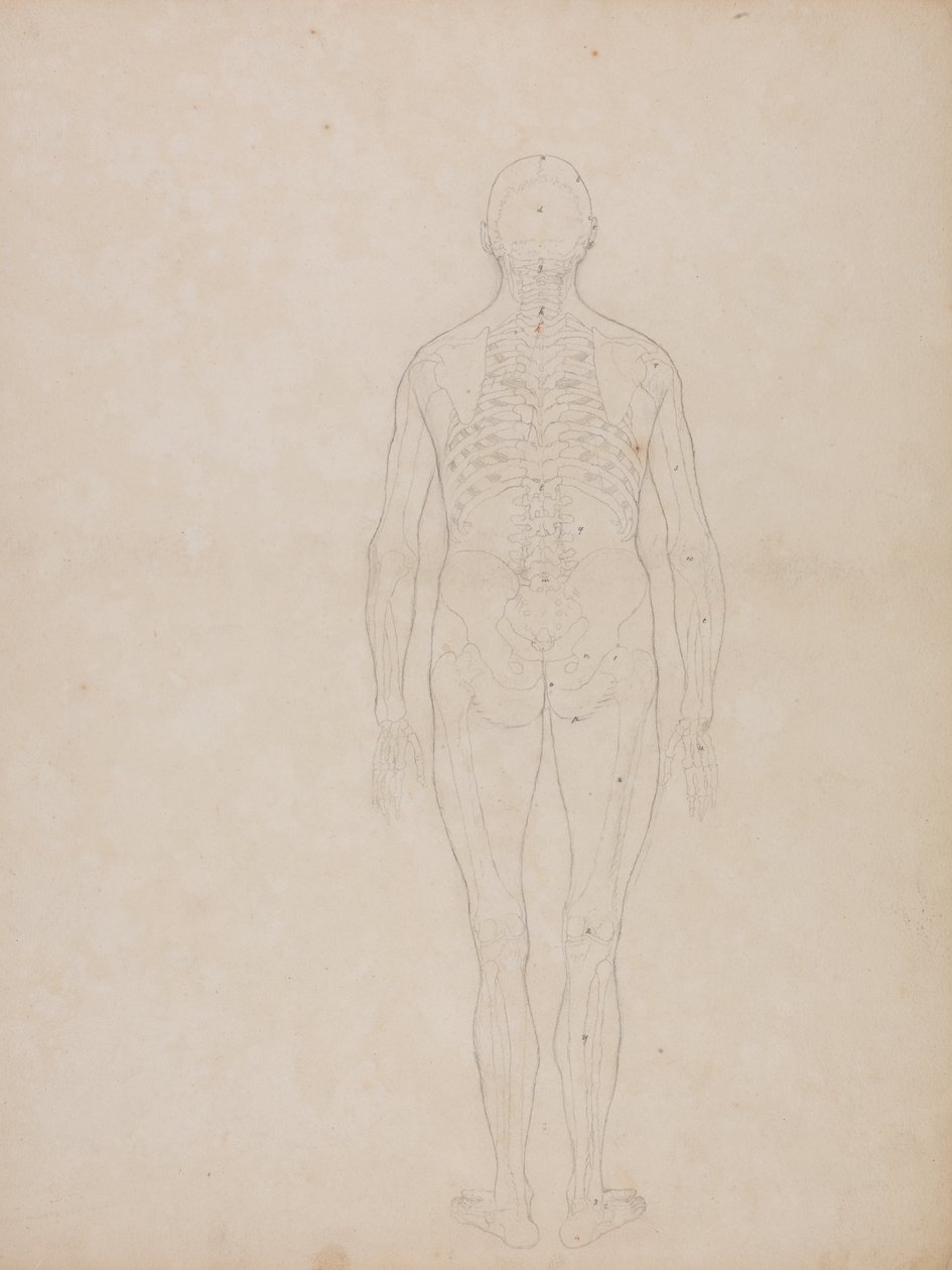 Studie der menschlichen Figur, Rückansicht, aus Ein vergleichendes anatomisches Exposé der Struktur des menschlichen Körpers mit dem eines Tigers und eines gewöhnlichen Huhns von George Stubbs
