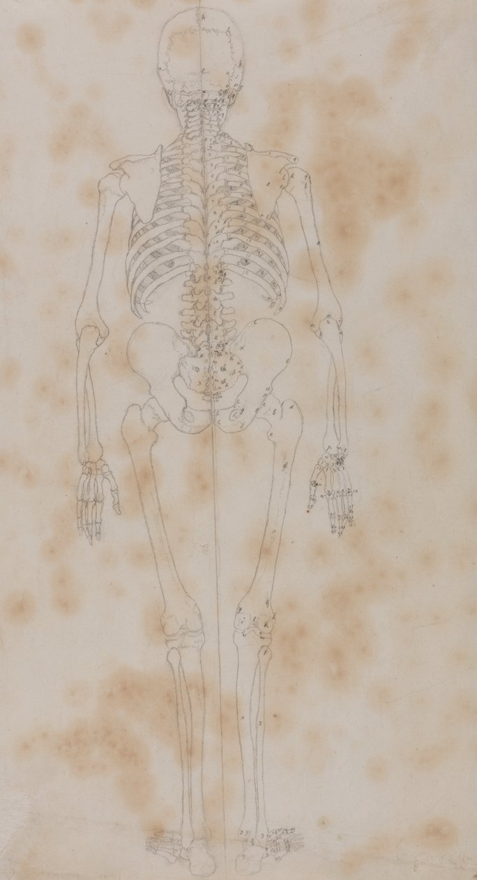 Studie der menschlichen Figur, Rückansicht, aus Ein vergleichendes anatomisches Exposé der Struktur des menschlichen Körpers mit dem eines Tigers und eines gewöhnlichen Huhns von George Stubbs
