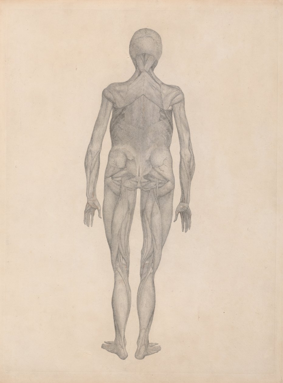 Studie der menschlichen Figur, Rückansicht, mit entfernter Haut und darunterliegenden Faszienschichten, aus Einem Vergleichenden Anatomischen Exposé der Struktur des menschlichen Körpers mit dem eines Tigers und eines gewöhnlichen Huhns von George Stubbs