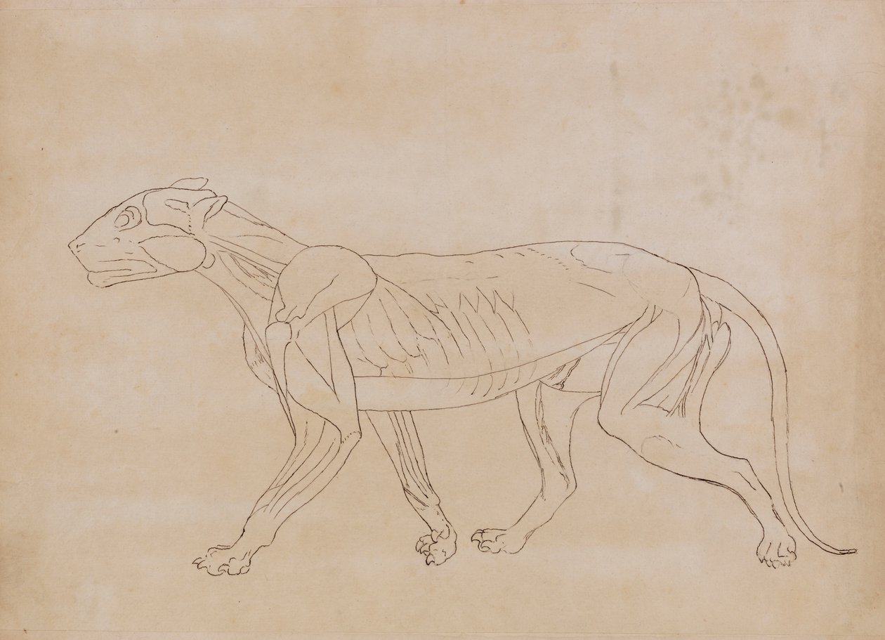 Tigerkörper, Seitenansicht (Umrisszeichnung für eine Schlüsselfigur) von George Stubbs