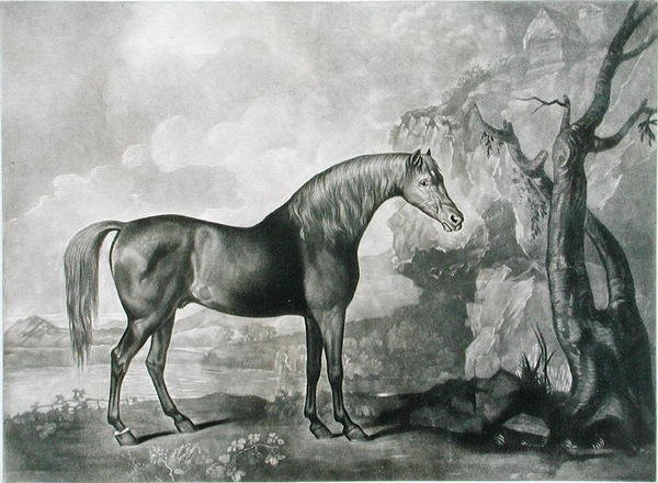 Braune Pferdemaske, nach George Stubbs von George Townley Stubbs