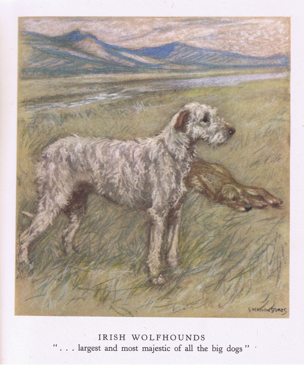 Irische Wolfshunde von George Vernon Stokes