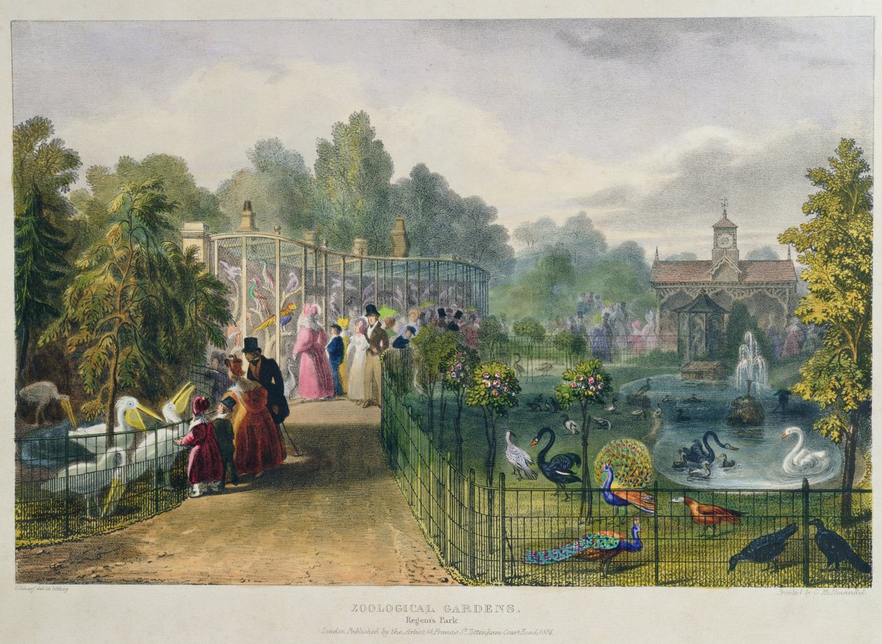 Die Voliere im Zoologischen Garten, Regent