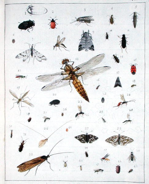 Verschiedene Insekten, Platte III aus 