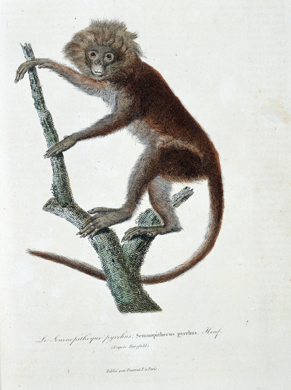 Naturgeschichtliche Tafel: Zoologische Darstellung des Semnopitheque pyrrhus; Semnopithecus pyrrhus (von Horsfield) - in „Komplettwerke von Buffon“ von Naturforscher Georges Louis Leclerc, Graf von Buffon (1707 - 1788). Gravur von 1837 von Georges Louis Leclerc