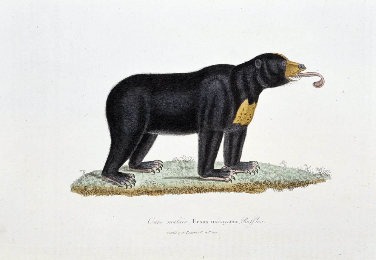 Naturgeschichtliche Tafel: Zoologische Tafel, die den Malaysischen Bären, Ursus malayanus, Raffles darstellt - in "Werke von Buffon" von Naturforscher Georges Louis Leclerc, Graf von Buffon (1707-1788). Gravur von 1837. von Georges Louis Leclerc
