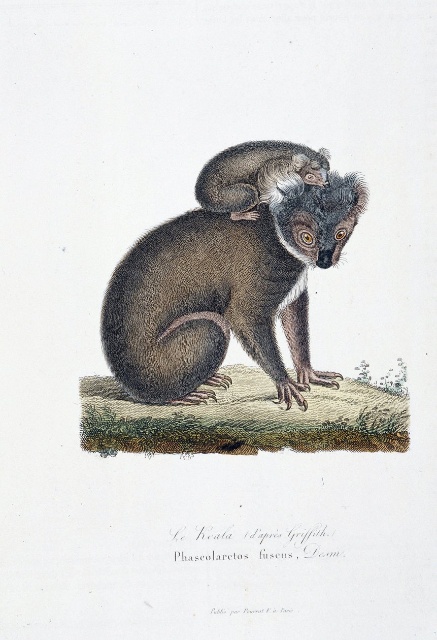 Naturgeschichtliche Tafel: Zoologische Darstellung des Koalas (nach Griffith), Phascolarctos Fuscus - in „Komplettwerke von Buffon“ von Naturforscher Georges Louis Leclerc, Graf von Buffon (1707 - 1788). Gravur von 1837 von Georges Louis Leclerc