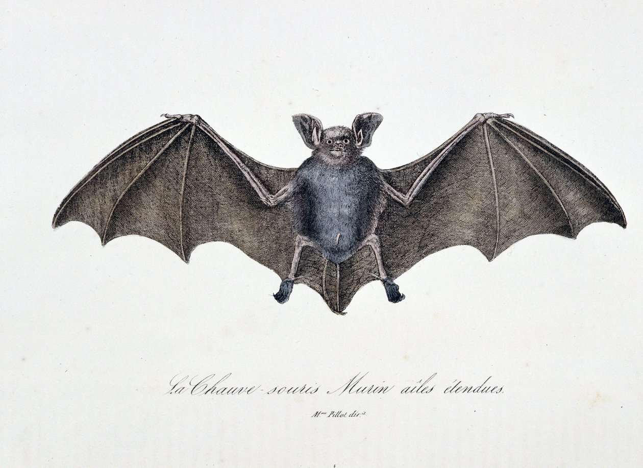Naturgeschichtliche Tafel: Zoologische Tafel, die die Fledermaus Murin mit ausgebreiteten Flügeln darstellt - in "Gesammelte Werke von Buffon" von Naturforscher Georges Louis Leclerc, Graf von Buffon (1707-1788). Gravur von 1837. von Georges Louis Leclerc