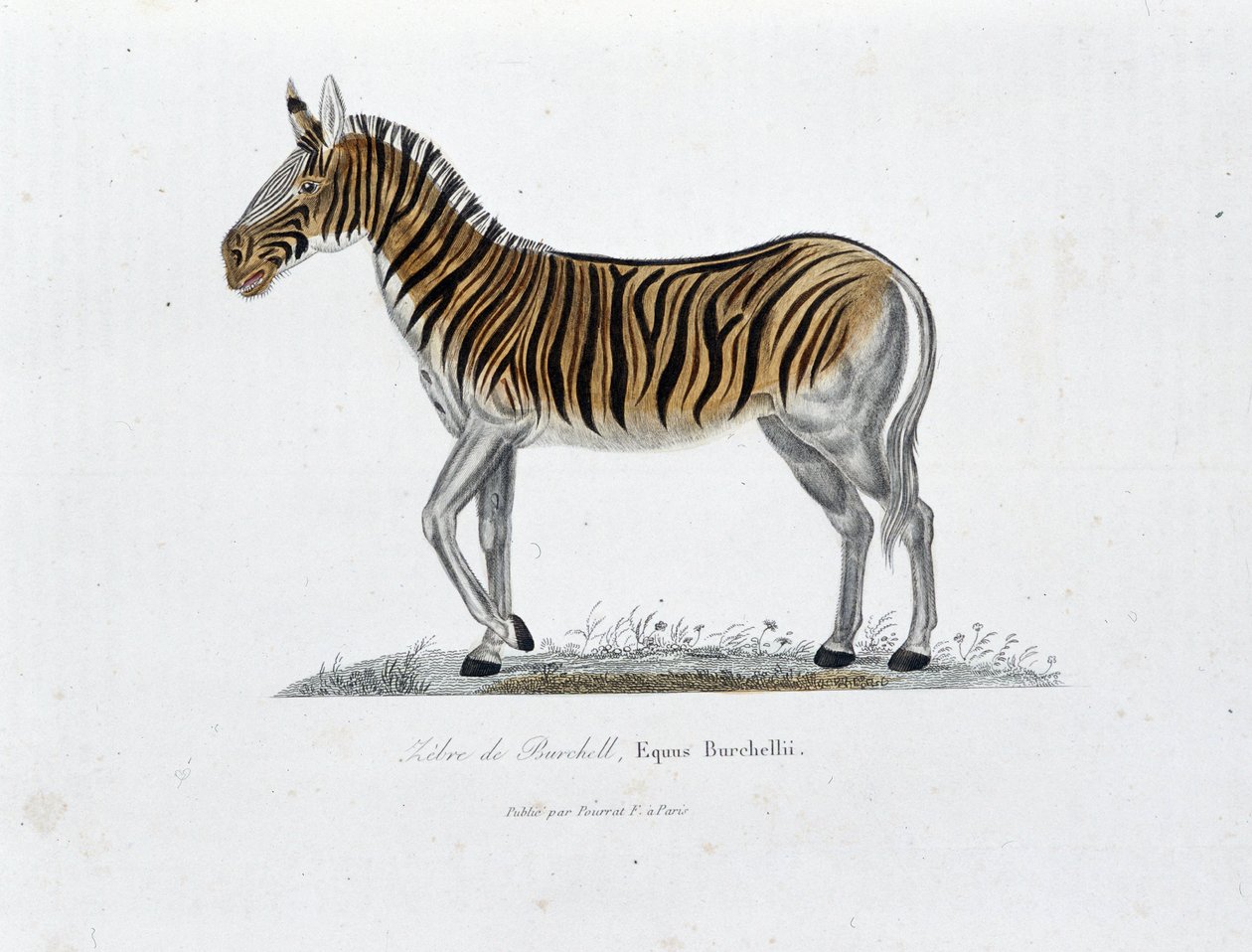 Naturgeschichtliche Tafel: Zoologische Tafel, die das Burchell-Zebra, Equus Burchellii darstellt - in „Gesammelte Werke von Buffon“ von Naturforscher Georges Louis Leclerc, Graf von Buffon (1707 - 1788). Gravur von 1837 von Georges Louis Leclerc