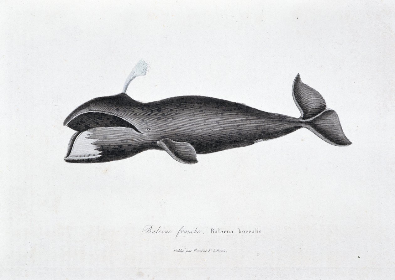 Naturgeschichtliche Tafel: Zoologische Tafel, die den Nordkaper, Balaena borealis darstellt - in „Gesammelte Werke von Buffon“ von Naturforscher Georges Louis Leclerc, Graf von Buffon (1707 - 1788). Gravur von 1837 von Georges Louis Leclerc