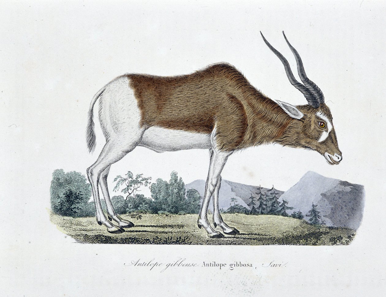 Naturgeschichtliche Tafel: Zoologische Tafel, die die Gibbosa-Antilope, Savi darstellt - in "Gesammelte Werke von Buffon" von Naturforscher Georges Louis Leclerc, Graf von Buffon (1707-1788). Gravur von 1837. von Georges Louis Leclerc